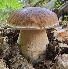 Attēlu rezultāti vaicājumam “Boletus edulis”