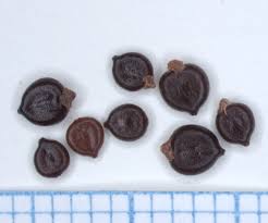 Attēlu rezultāti vaicājumam “Persicaria lapathifolia fruit”