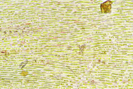 Attēlu rezultāti vaicājumam “Sciuro-hypnum populeum sporophyte”