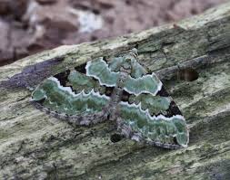 Attēlu rezultāti vaicājumam “Colostygia pectinataria”