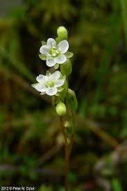 Attēlu rezultāti vaicājumam “Drosera rotundifolia flower”