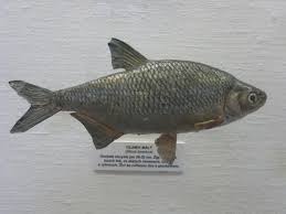 Image result for Blicca bjoerkna