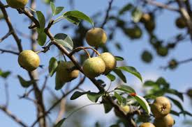 Attēlu rezultāti vaicājumam “Pyrus pyraster fruit”