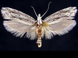 Attēlu rezultāti vaicājumam “Ypsolophidae”