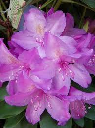 Attēlu rezultāti vaicājumam “Rhododendron catawbiense”