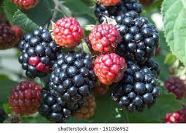 Image result for Rubus sectio