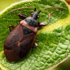 Attēlu rezultāti vaicājumam “Gastrodes grossipes”