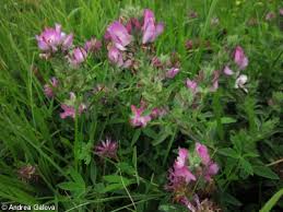 Attēlu rezultāti vaicājumam “Ononis arvensis flower”