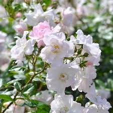 「花薔薇エルフ」の画像検索結果