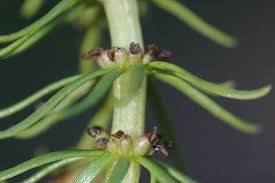 Attēlu rezultāti vaicājumam “Hippuris vulgaris leaf”