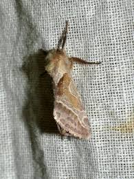 Attēlu rezultāti vaicājumam “Hepialus sylvina”