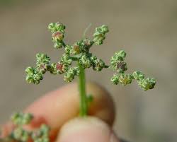 Attēlu rezultāti vaicājumam “Chenopodium acerifolium flower”