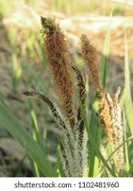 Attēlu rezultāti vaicājumam “Carex hirta female flower”