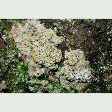 Attēlu rezultāti vaicājumam “Thelotrema lepadinum”