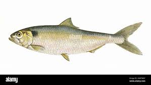 Image result for Alosa alosa