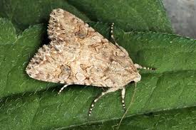 Attēlu rezultāti vaicājumam “Hadula trifolii”