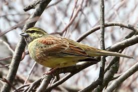 Image result for Emberiza cirlus