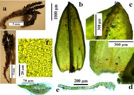 Attēlu rezultāti vaicājumam “Eurhynchiastrum pulchellum”