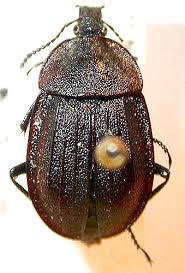 Attēlu rezultāti vaicājumam “Phosphuga atrata”