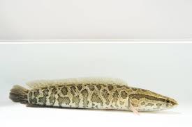 Image result for Channa argus