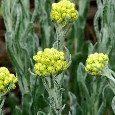 Attēlu rezultāti vaicājumam “Helichrysum arenarium”