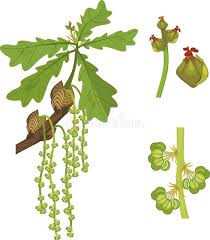 Attēlu rezultāti vaicājumam “Quercus robur female flower”