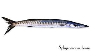 Image result for Sphyraena viridensis