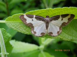 Attēlu rezultāti vaicājumam “Lomaspilis marginata”