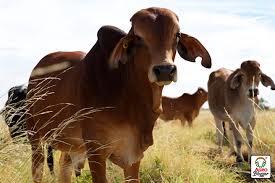 Image result for ganado bovino