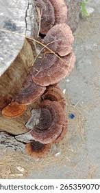 Attēlu rezultāti vaicājumam “Ganoderma applanatum”