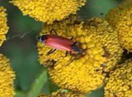 Attēlu rezultāti vaicājumam “Malachidae”