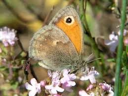 Attēlu rezultāti vaicājumam “Coenonympha pamphilus underside”