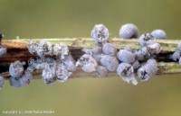 Attēlu rezultāti vaicājumam “Badhamia foliicola spores”