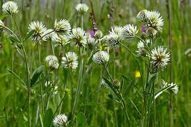 Attēlu rezultāti vaicājumam “Trifolium montanum flower”
