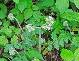 Attēlu rezultāti vaicājumam “Hydrophyllaceae”
