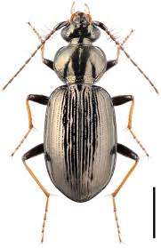 Attēlu rezultāti vaicājumam “Loricera pilicornis”