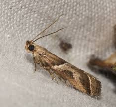 Attēlu rezultāti vaicājumam “Nyctegretis lineana”