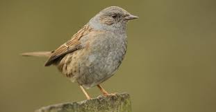 Attēlu rezultāti vaicājumam “Prunella modularis adult”