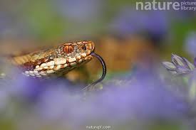 Attēlu rezultāti vaicājumam “Vipera berus”