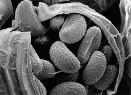 Attēlu rezultāti vaicājumam “Sarcoporia polyspora”