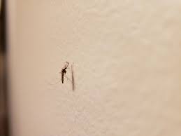 Attēlu rezultāti vaicājumam “Culex pipiens female”