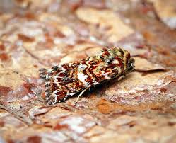 Attēlu rezultāti vaicājumam “Anarta myrtilli”