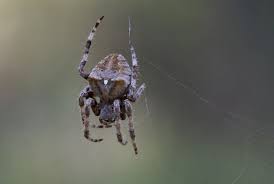 Attēlu rezultāti vaicājumam “Araneus angulatus”