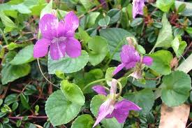 Attēlu rezultāti vaicājumam “Viola riviniana”