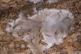 Attēlu rezultāti vaicājumam “Elmerina caryae”