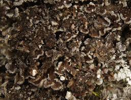 Attēlu rezultāti vaicājumam “Physconia detersa”