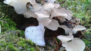 Attēlu rezultāti vaicājumam “Pseudohydnum gelatinosum”