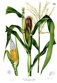 Attēlu rezultāti vaicājumam “Zea mays male flower”