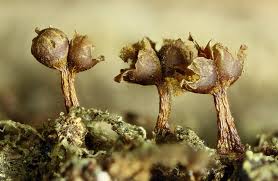 Attēlu rezultāti vaicājumam “Trichia botrytis var. cerifera spores”