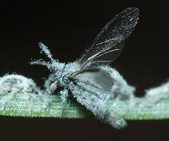 Attēlu rezultāti vaicājumam “Schizolachnus pineti”